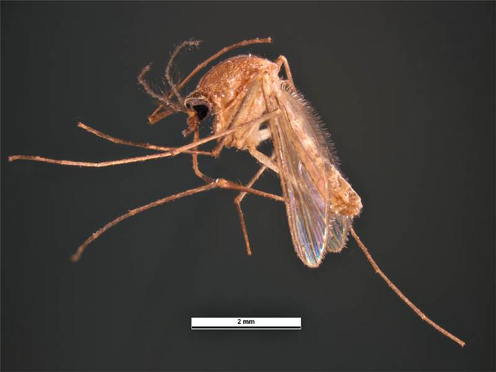 Culex quinquefasciatus macro photograph
